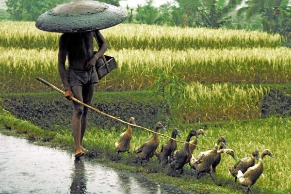 Indonesia. Bali. Herding ducks home in the rain at the end of the day. Rice field.