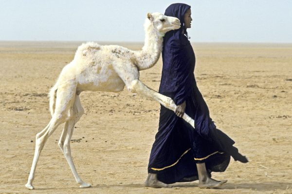 Tuareg-Pulling Baby Camel Away from Mother